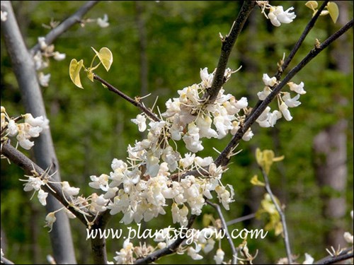 The leaves are just starting to emerge and the flowers are in full bloom. (4-23-12)